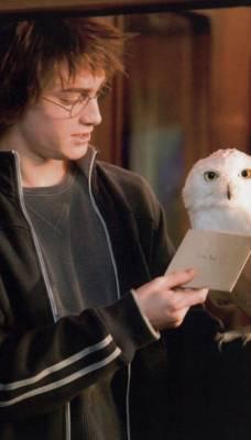 Harry Potter et sa Chouette